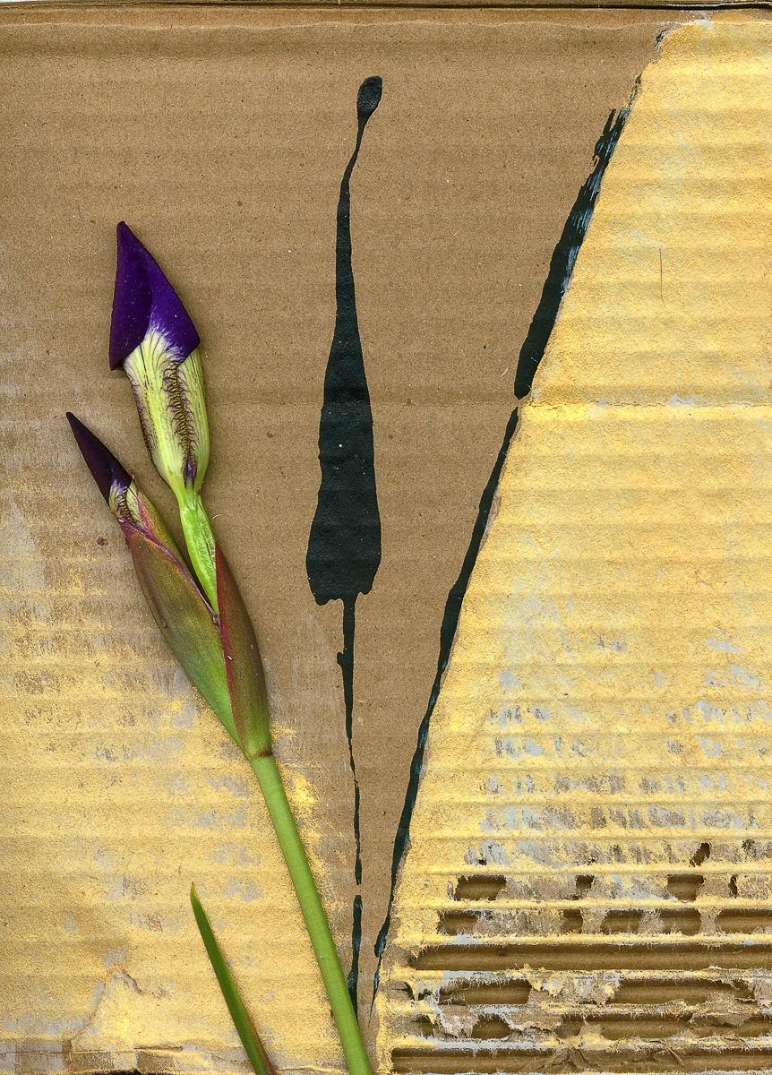 Siberian Iris 5/14/99